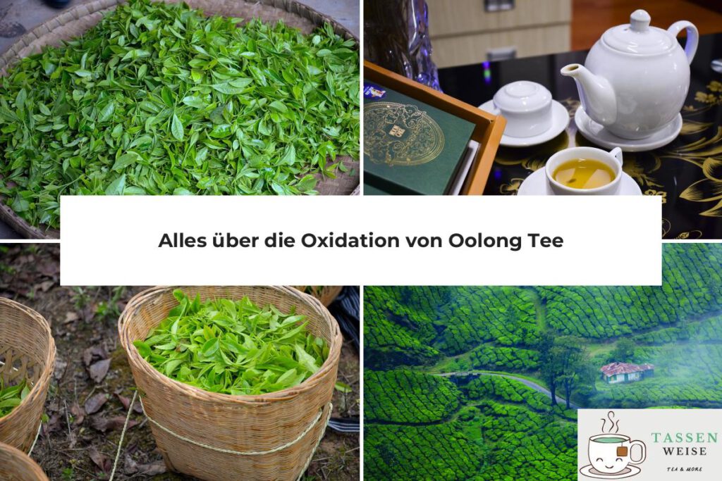 Oolong Tee Oxidation