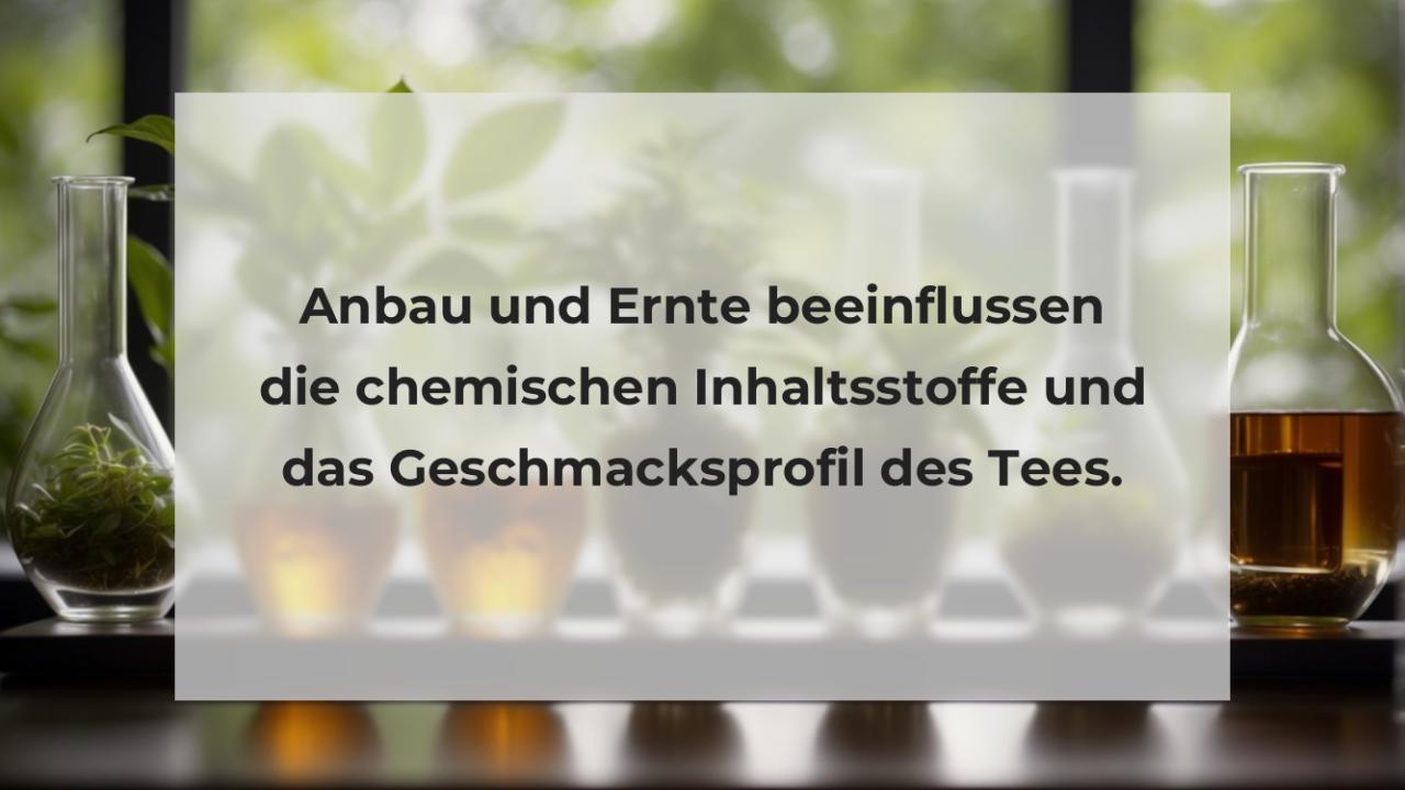 Anbau und Ernte beeinflussen die chemischen Inhaltsstoffe und das Geschmacksprofil des Tees.