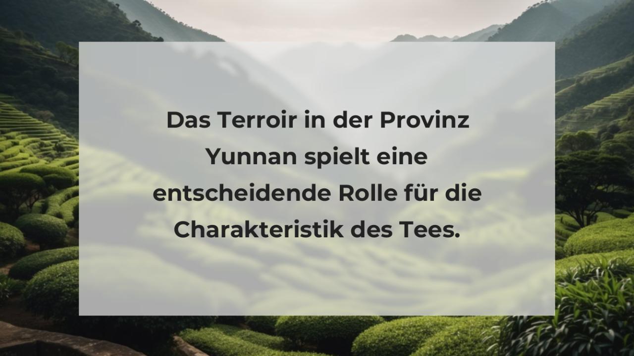 Das Terroir in der Provinz Yunnan spielt eine entscheidende Rolle für die Charakteristik des Tees.