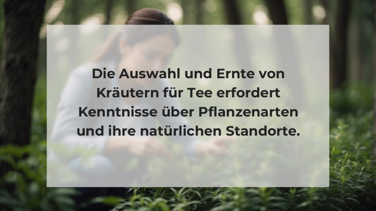 Die Auswahl und Ernte von Kräutern für Tee erfordert Kenntnisse über Pflanzenarten und ihre natürlichen Standorte.