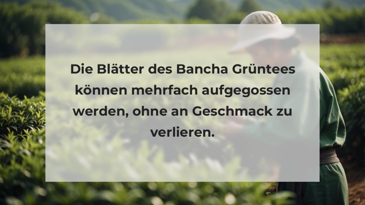 Die Blätter des Bancha Grüntees können mehrfach aufgegossen werden, ohne an Geschmack zu verlieren.