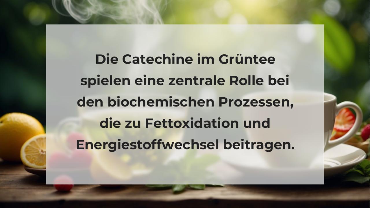 Die Catechine im Grüntee spielen eine zentrale Rolle bei den biochemischen Prozessen, die zu Fettoxidation und Energiestoffwechsel beitragen.