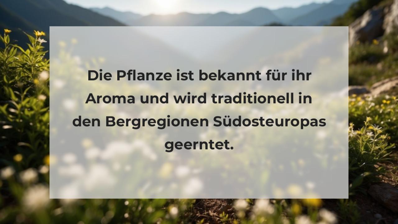 Die Pflanze ist bekannt für ihr Aroma und wird traditionell in den Bergregionen Südosteuropas geerntet.