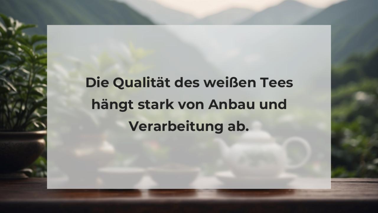 Die Qualität des weißen Tees hängt stark von Anbau und Verarbeitung ab.