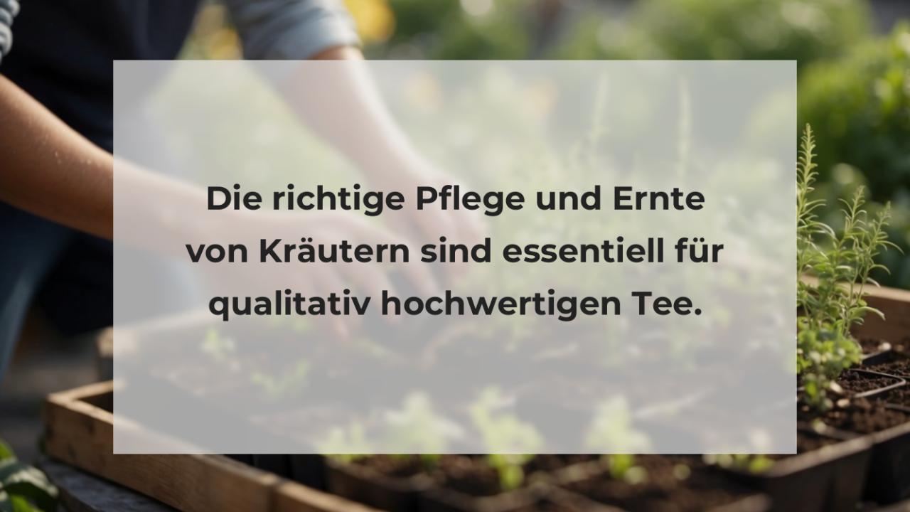 Die richtige Pflege und Ernte von Kräutern sind essentiell für qualitativ hochwertigen Tee.