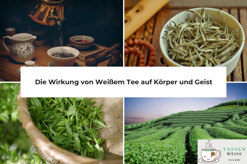 Weißer Tee Wirkung