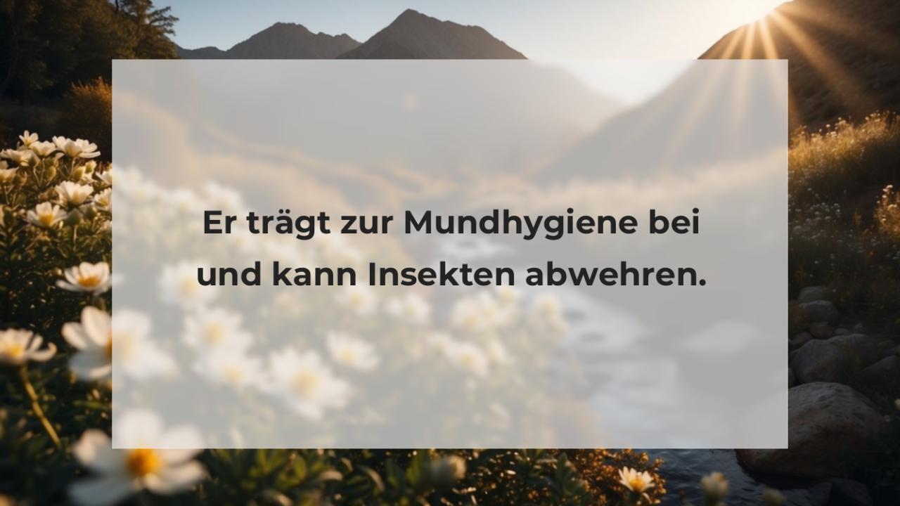 Er trägt zur Mundhygiene bei und kann Insekten abwehren.