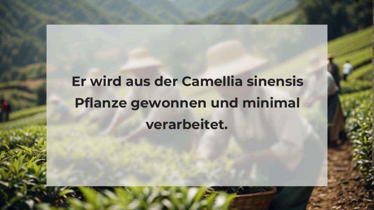 Er wird aus der Camellia sinensis Pflanze gewonnen und minimal verarbeitet.