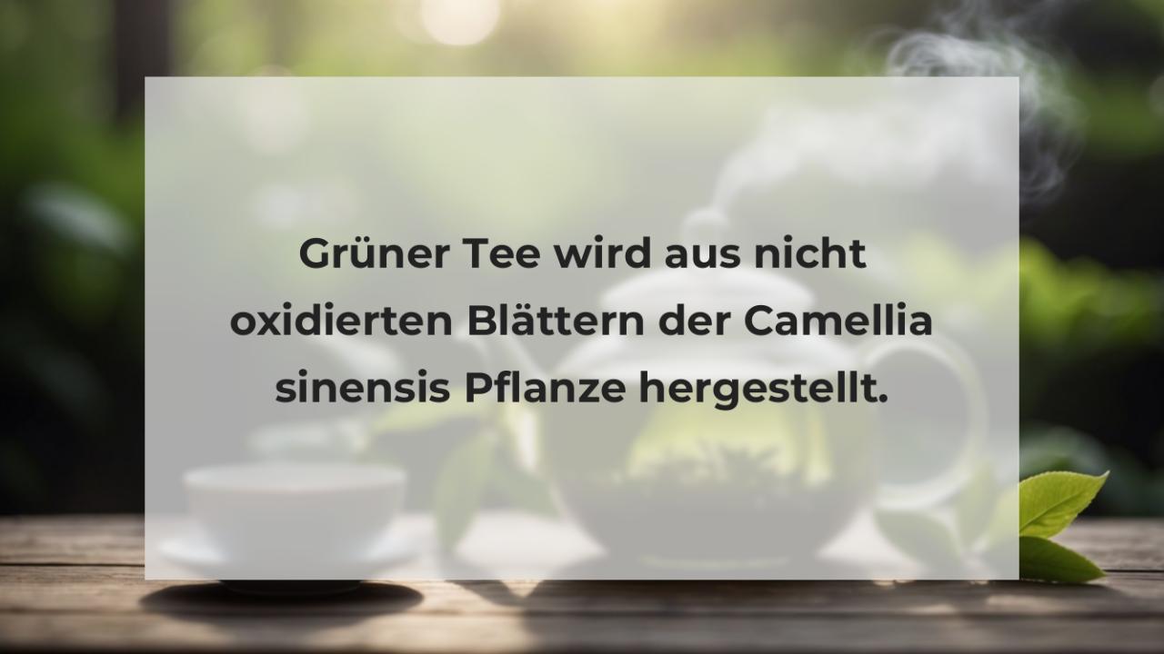 Grüner Tee wird aus nicht oxidierten Blättern der Camellia sinensis Pflanze hergestellt.