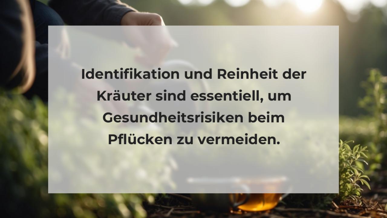 Identifikation und Reinheit der Kräuter sind essentiell, um Gesundheitsrisiken beim Pflücken zu vermeiden.