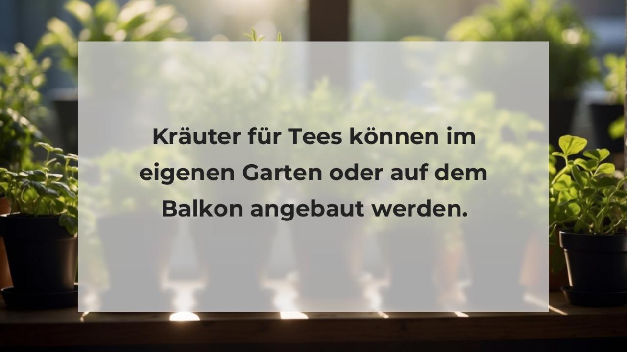 Kräuter für Tees können im eigenen Garten oder auf dem Balkon angebaut werden.