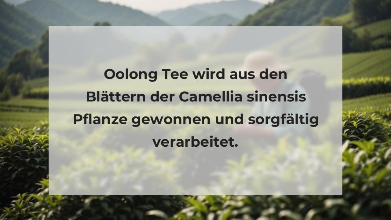 Oolong Tee wird aus den Blättern der Camellia sinensis Pflanze gewonnen und sorgfältig verarbeitet.