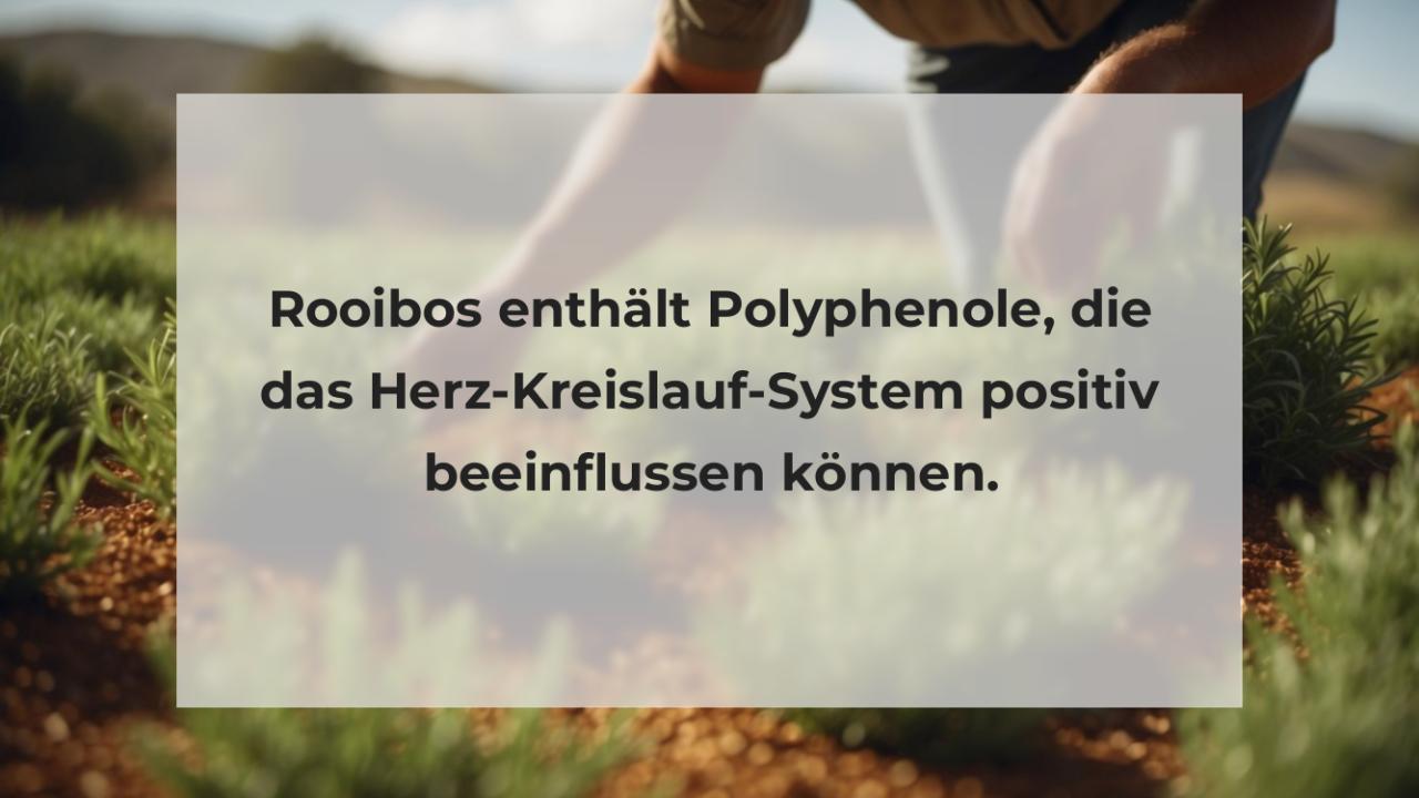 Rooibos enthält Polyphenole, die das Herz-Kreislauf-System positiv beeinflussen können.