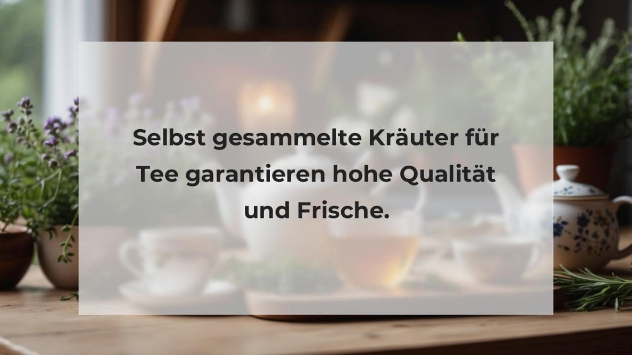 Selbst gesammelte Kräuter für Tee garantieren hohe Qualität und Frische.