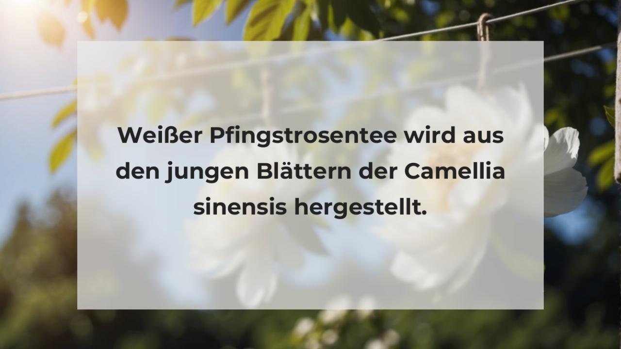 Weißer Pfingstrosentee wird aus den jungen Blättern der Camellia sinensis hergestellt.
