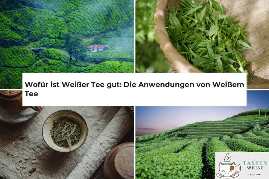 Weißer Tee Anwendungen